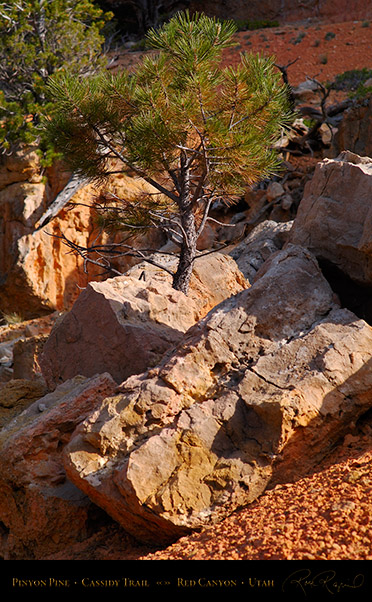 Red_Canyon_Pinyon_Pine_Cassidy_Trail_X2202