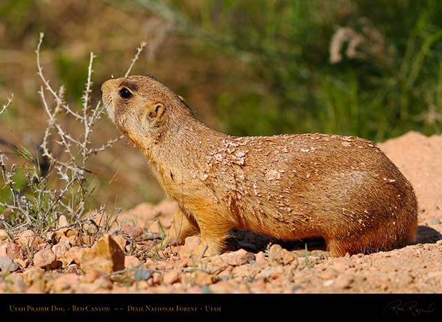 Utah_Prairie_Dog_Red_Canyon_X2257