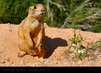 Utah_Prairie_Dog_Red_Canyon_X2254
