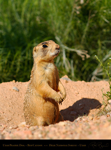 Utah_Prairie_Dog_Red_Canyon_X2256