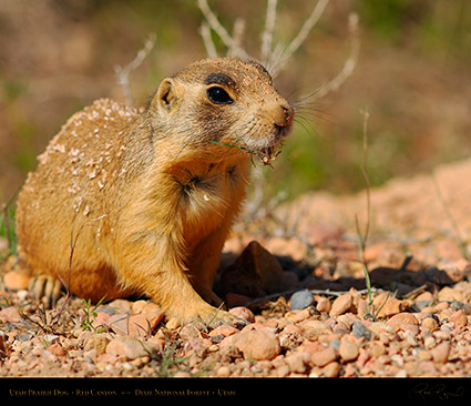 Utah_Prairie_Dog_Red_Canyon_X2260