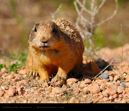 Utah_Prairie_Dog_Red_Canyon_X2262