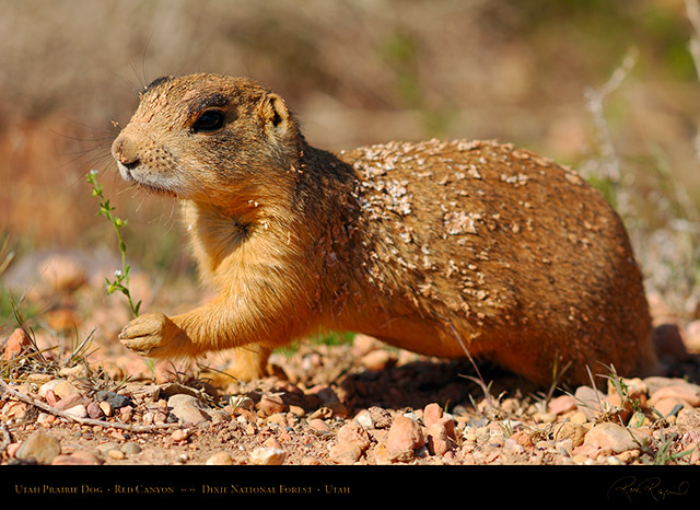 Utah_Prairie_Dog_Red_Canyon_X2263