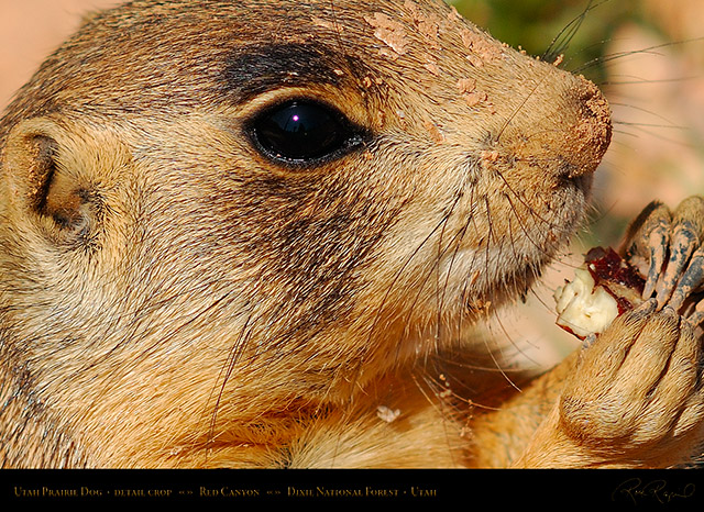 Utah_Prairie_Dog_Red_Canyon_X2267c