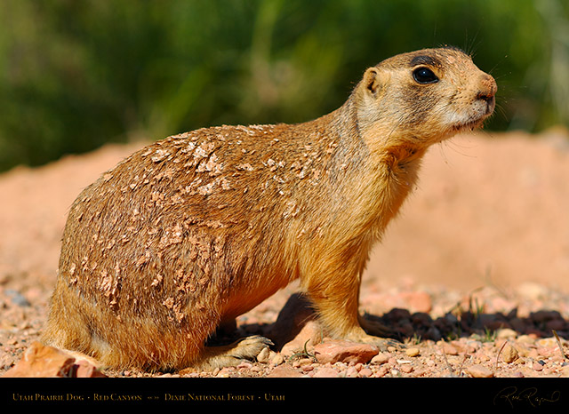 Utah_Prairie_Dog_Red_Canyon_X2269