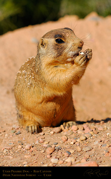 Utah_Prairie_Dog_Red_Canyon_X2270