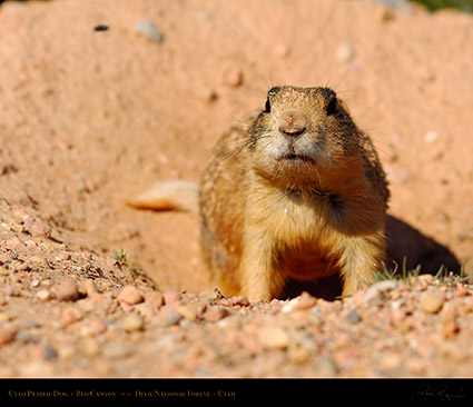 Utah_Prairie_Dog_Red_Canyon_X2273