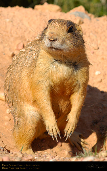 Utah_Prairie_Dog_Red_Canyon_X2277M