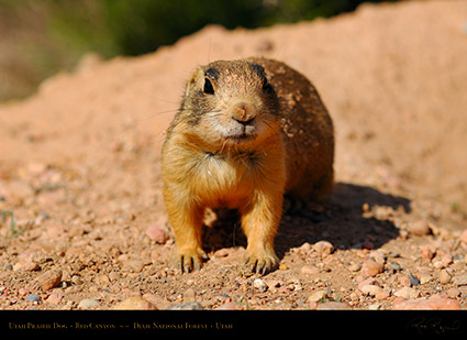 Utah_Prairie_Dog_Red_Canyon_X2286