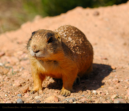 Utah_Prairie_Dog_Red_Canyon_X2287