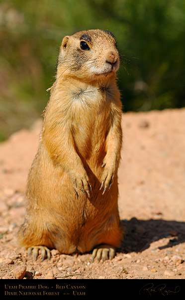 Utah_Prairie_Dog_Red_Canyon_X2294
