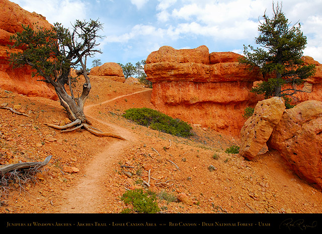 Red_Canyon_Junipers_Windows_Arches_Trail_X2341