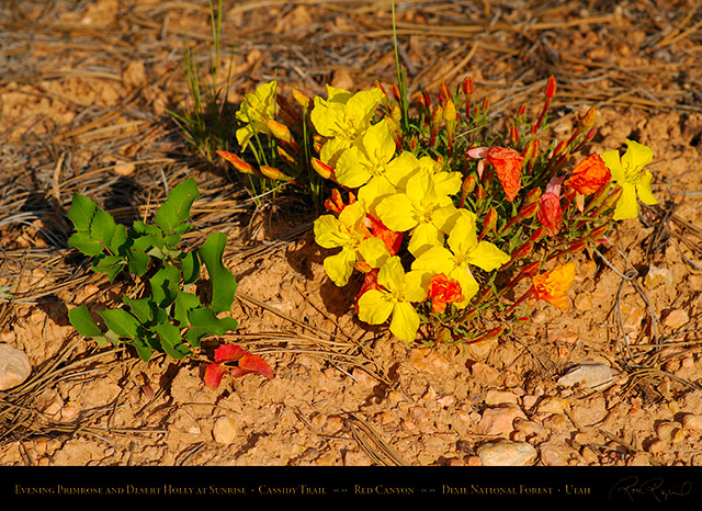 Evening_Primrose_Desert_Holly_Red_Canyon_X2171