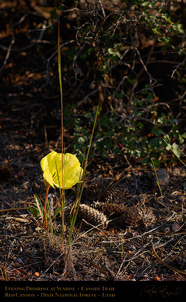 Evening_Primrose_Red_Canyon_X2163