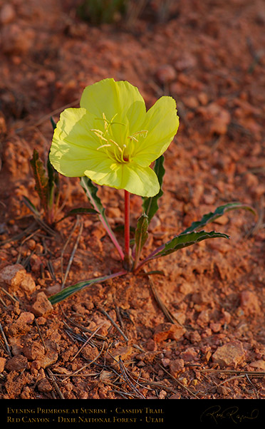 Evening_Primrose_Red_Canyon_X2164