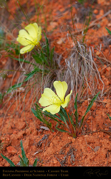 Evening_Primrose_Red_Canyon_X2169