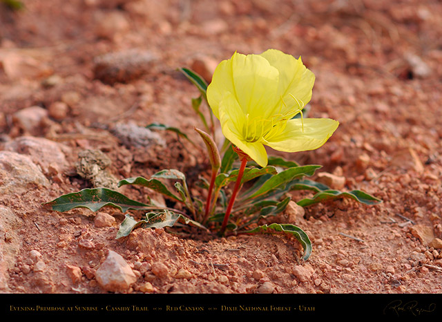 Evening_Primrose_Red_Canyon_X2174