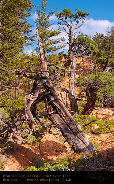 Red_Canyon_Juniper_Limber_Pine_Cassidy_Trail_X2186