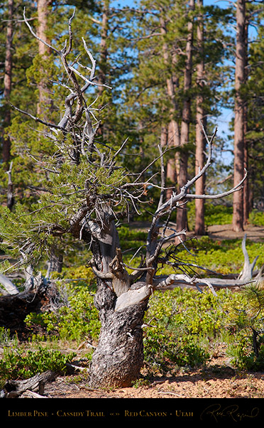 Red_Canyon_Limber_Pine_Cassidy_Trail_X2212