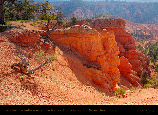 Red_Canyon_Limber_Pines_Cassidy_Trail_X2218