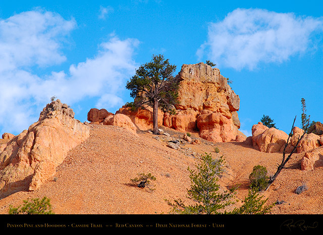 Red_Canyon_Pinyon_Pine_Cassidy_Trail_X2180