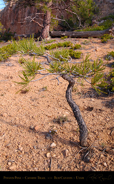 Red_Canyon_Pinyon_Pine_Cassidy_Trail_X2209