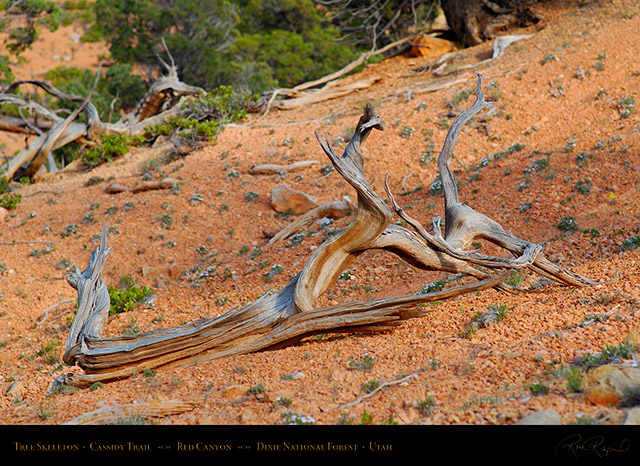 Red_Canyon_Tree_Skeleton_Cassidy_Trail_X2184