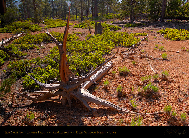 Red_Canyon_Tree_Skeleton_Cassidy_Trail_X2235