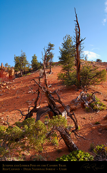 Red_Canyon_Juniper_Limber_Pine_Cassidy_Trail_X2188
