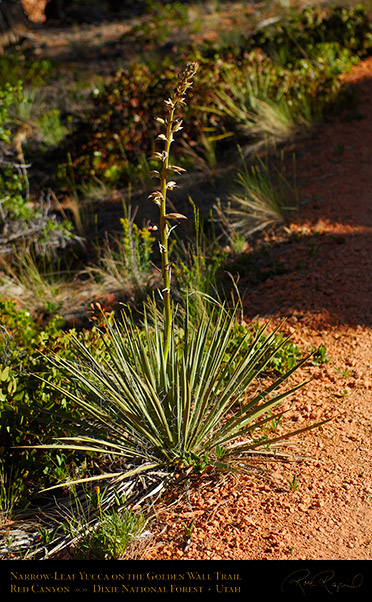 Narrow-leaf_Yucca_Red_Canyon_X5730