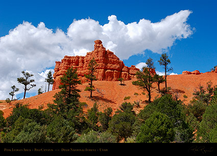 Red_Canyon_Pink_Ledges_6441