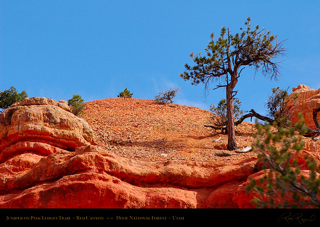 Red_Canyon_Pink_Ledges_Juniper_2015