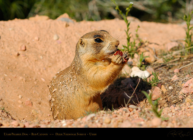 Utah_Prairie_Dog_Red_Canyon_X2265