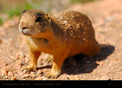 Utah_Prairie_Dog_Red_Canyon_X2284