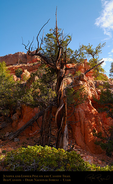 Red_Canyon_Juniper_Limber_Pine_Cassidy_Trail_X2196