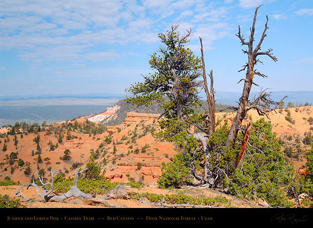 Red_Canyon_Juniper_Limber_Pine_Cassidy_Trail_X2233
