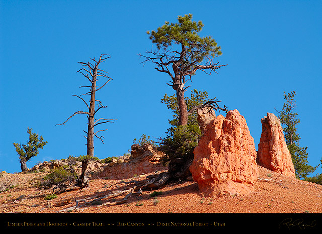 Red_Canyon_Limber_Pines_Cassidy_Trail_X2183