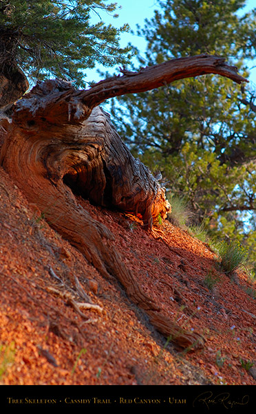 Red_Canyon_Tree_Skeleton_Cassidy_Trail_X2166