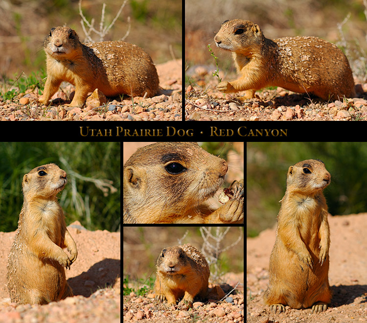 UtahPrairieDog