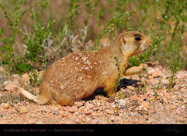 Utah_Prairie_Dog_Red_Canyon_X2253