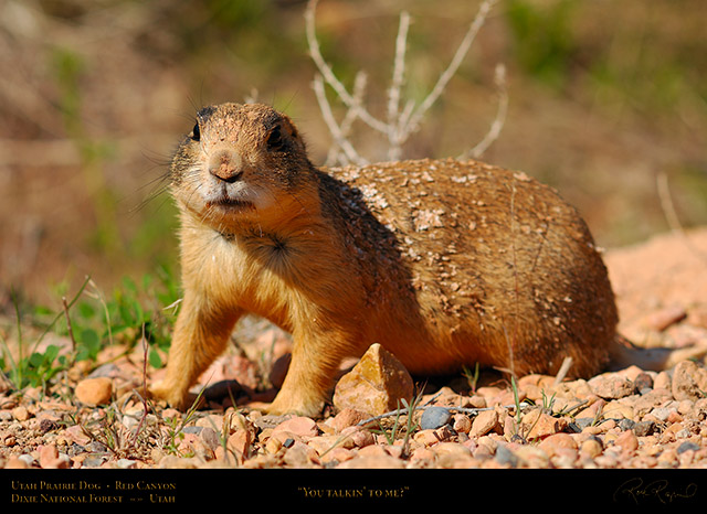 Utah_Prairie_Dog_Red_Canyon_X2258