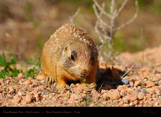 Utah_Prairie_Dog_Red_Canyon_X2261