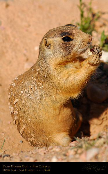 Utah_Prairie_Dog_Red_Canyon_X2267