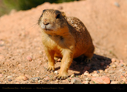 Utah_Prairie_Dog_Red_Canyon_X2281