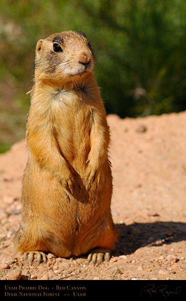 Utah_Prairie_Dog_Red_Canyon_X2288