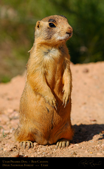 Utah_Prairie_Dog_Red_Canyon_X2292