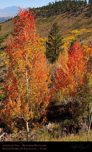 Aspens_Boulder_Mountain_1560