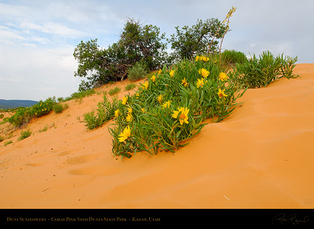 Coral_Sands_Dune_Sunflowers_X2389