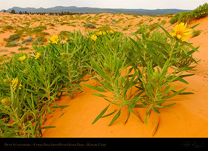 Coral_Sands_Dune_Sunflowers_X2393