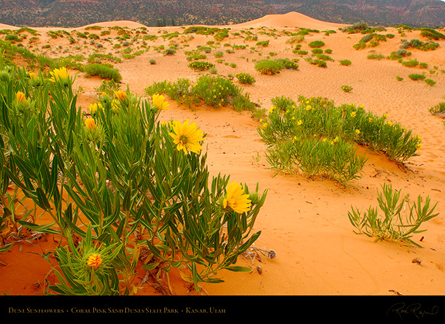 Coral_Sands_Dune_Sunflowers_X2396